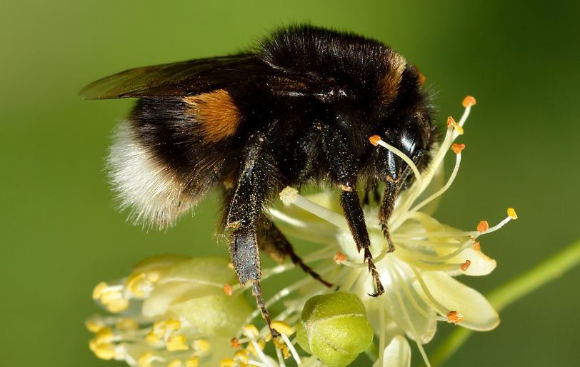 Cerebros de insectos nos enseñarán cómo hacer robots inteligentes