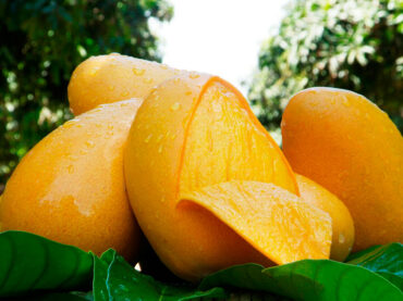 Origen del mango ataulfo, una fruta 100% mexicana