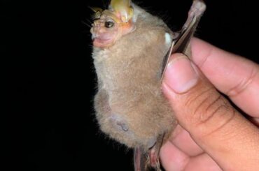 Cozumel registró un murciélago “Cara arrugada” Centurio senex
