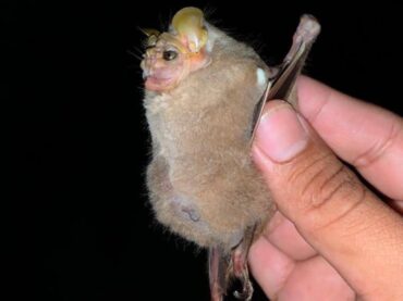 Cozumel registró un murciélago “Cara arrugada” Centurio senex