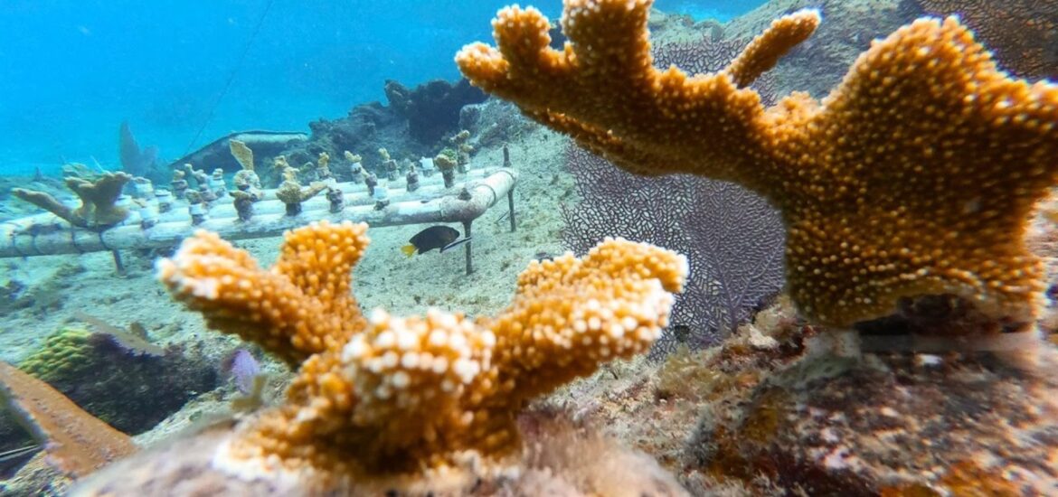 restauración de corales