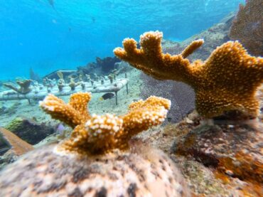 Cozumel avanza en restauración de corales en Chankanaab
