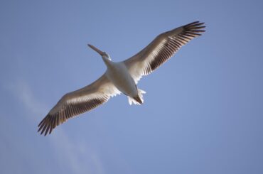 Cozumel registra pelicanos blancos americanos; no se avistaban hace más de 15 años