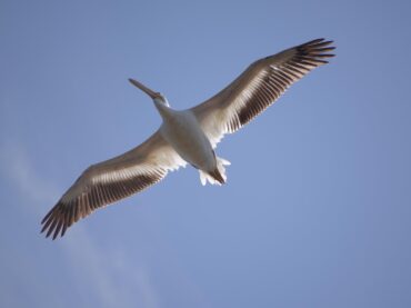 Cozumel registra pelicanos blancos americanos; no se avistaban hace más de 15 años