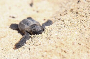 Alistan todo para anidación de tortugas en Puerto Morelos