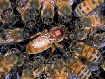 Curiosidades de una abeja reina